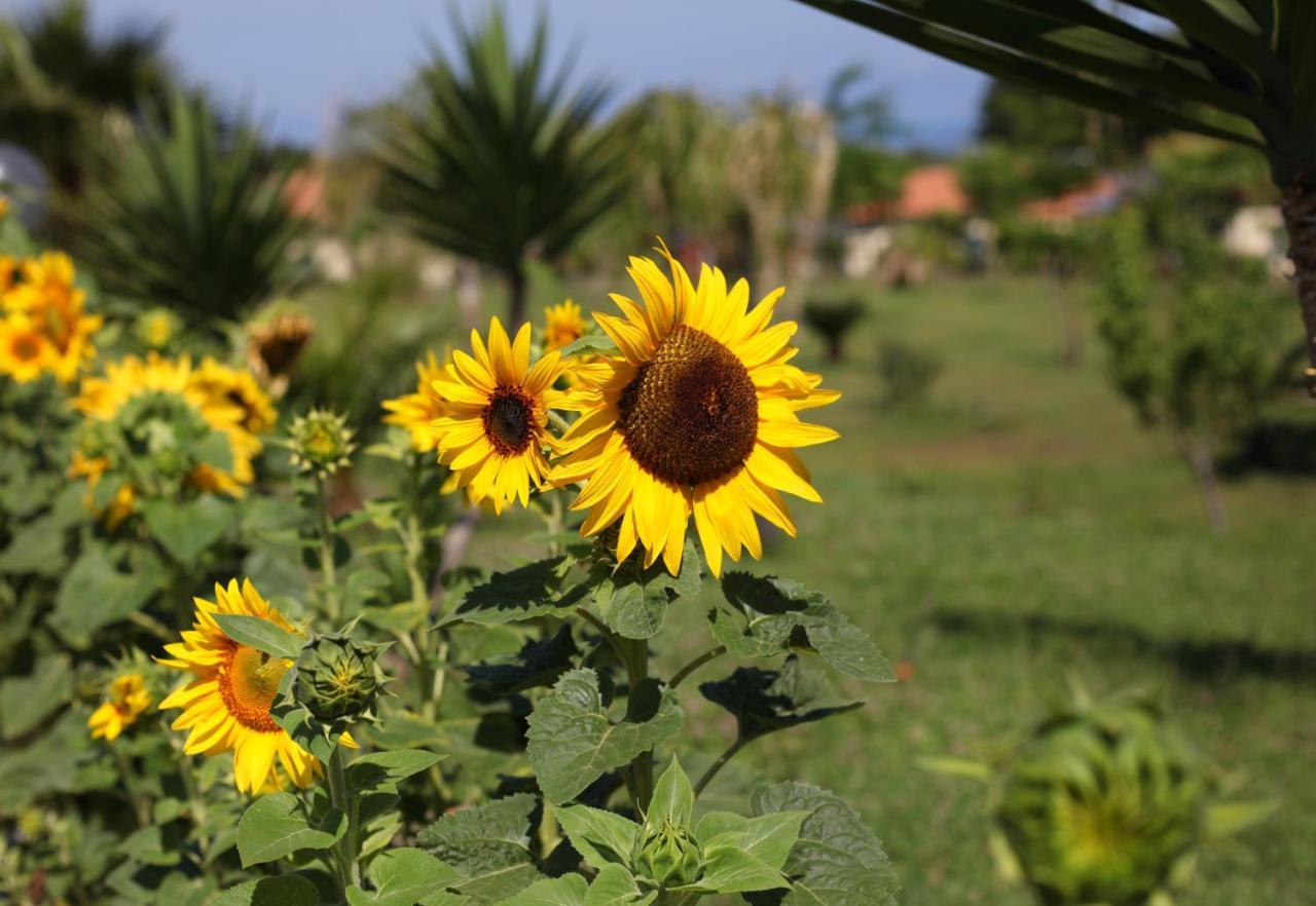 Agriturismo Ninea Ricadi Εξωτερικό φωτογραφία